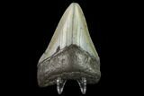 Fossil Megalodon Tooth - North Carolina #131607-2